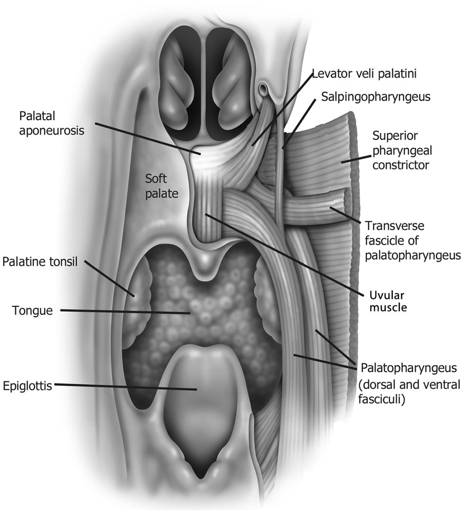 Grayscale illustration of the pharynx viewed from behind, with the soft palate and uvula hanging above the tongue and epiglottis. On one side the muscles are dissected and labeled: palatal aponeurosis, levator veli palatini, salpingopharyngeus, the superior pharyngeal constrictor as a broad sheet on the outer wall, the transverse fascicle of the palatopharyngeus, the uvular muscle, and the dorsal and ventral fasciculi of the palatopharyngeus running down the lateral wall. The palatine tonsil is labeled on the opposite side.